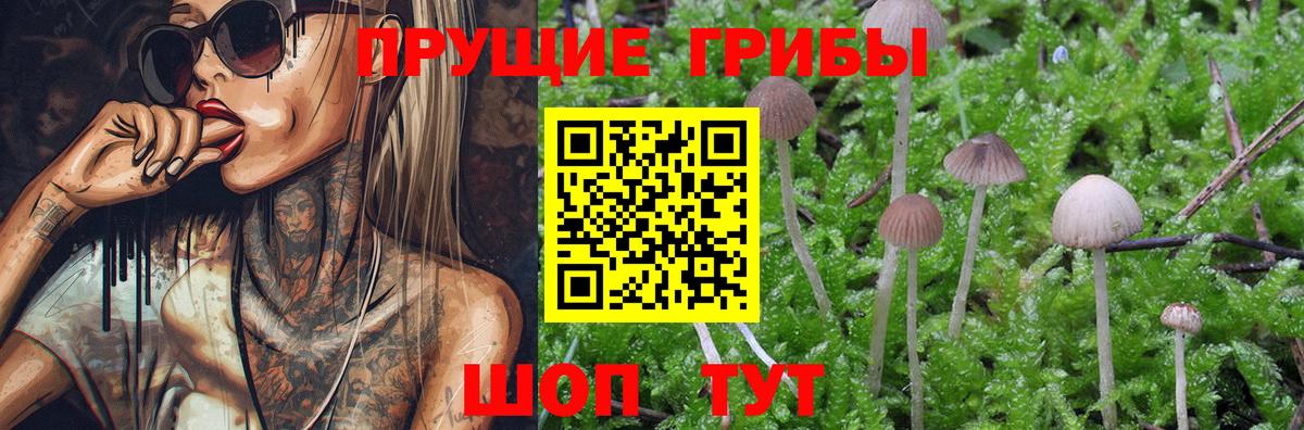 Галлюциногенные грибы Psilocybe Усть-Джегута